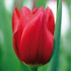 3 Tulpen (rood) (leverbaar van aug-dec)